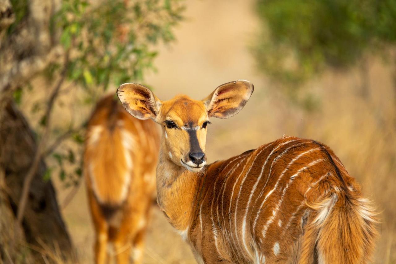 Karee & Wild Olive Guest Lodge Hekpoort 외부 사진